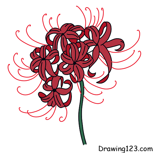 menggambar Bunga Lycoris radiata