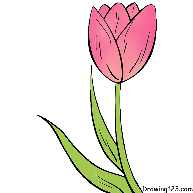 menggambar Bunga tulp