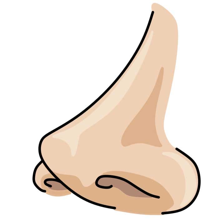 How-to-draw-a-nose-Step-4-2
