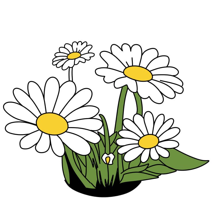 menggambar Bunga aster